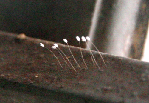 Hoa[-]Ưu[-]Đàm[-]vừa[-]được[-]phát[-]hiện[-]ở[-]TT-Huế[-](Ảnh:[-]Đại[-]Dương)